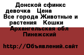 Донской сфинкс девочка › Цена ­ 15 000 - Все города Животные и растения » Кошки   . Архангельская обл.,Пинежский 